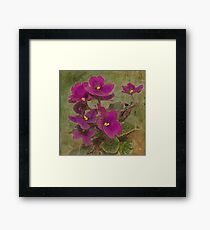 Purple African Violet Framed Print