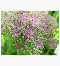 The blooms in blossoms Poster