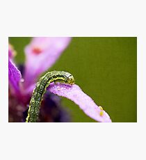 Insect World Photographic Print