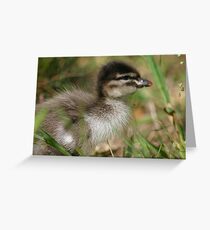 Baby Wood Duck Greeting Card