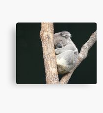 Sleeping Koala in a Tree Leinwanddruck