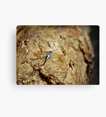 La Libelulle Canvas Print