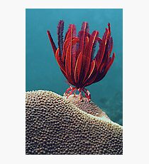 Red Feather Photographic Print
