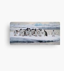 Gentoo Penguins Metal Print