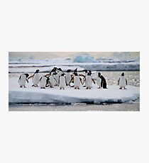 Gentoo Penguins Photographic Print
