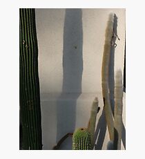 Prickly solitude Photographic Print