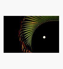 The moon and the palm... Photographic Print