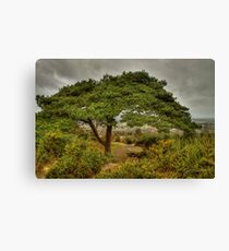 Heffalump Trap Canvas Print