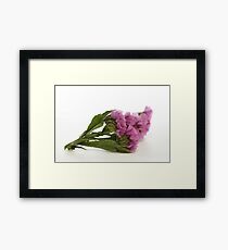 Purple Pink Wild Flower Framed Print