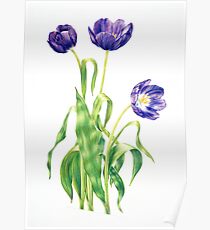 Spring Tulips Poster
