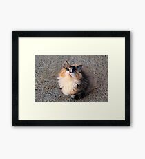 Tortie Framed Print