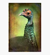 Finer Feathered Friends- Occelated Turkey Photographic Print