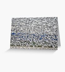 Skagit Valley Snow Geese Greeting Card