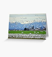 Skagit Valley Snow Geese Greeting Card