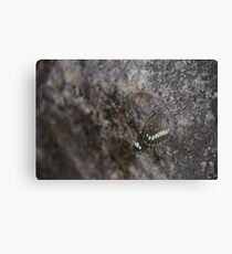 Butterfly Survival Metal Print