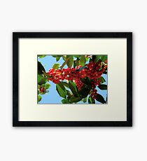 Holly Framed Print