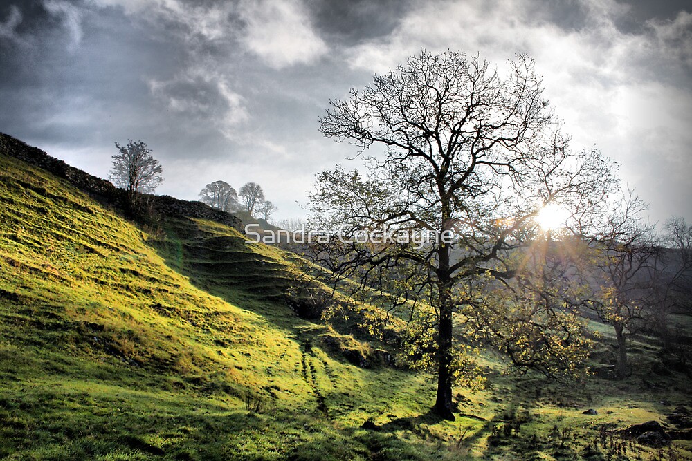 Twisted Tree Ribblehead