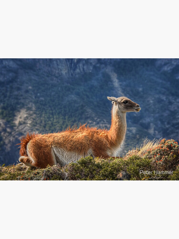 Guanaco by PeterH