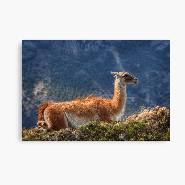 Guanaco Canvas Print