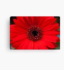 Red Gerbera Canvas Print