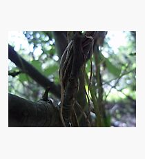 Trees Photographic Print