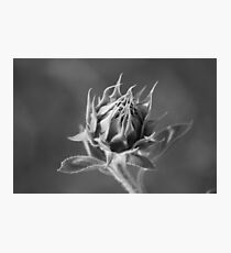 Sunflower Photographic Print