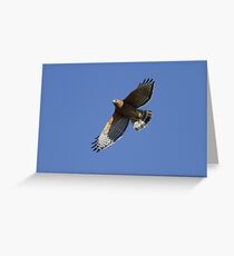 Red Shoulder Hawk Greeting Card