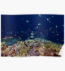 Reef edge Poster