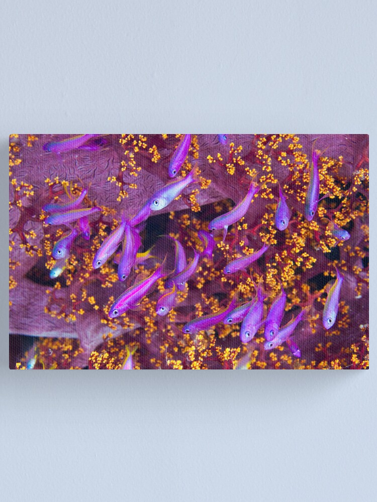 Alternate view of Colour Canvas Print