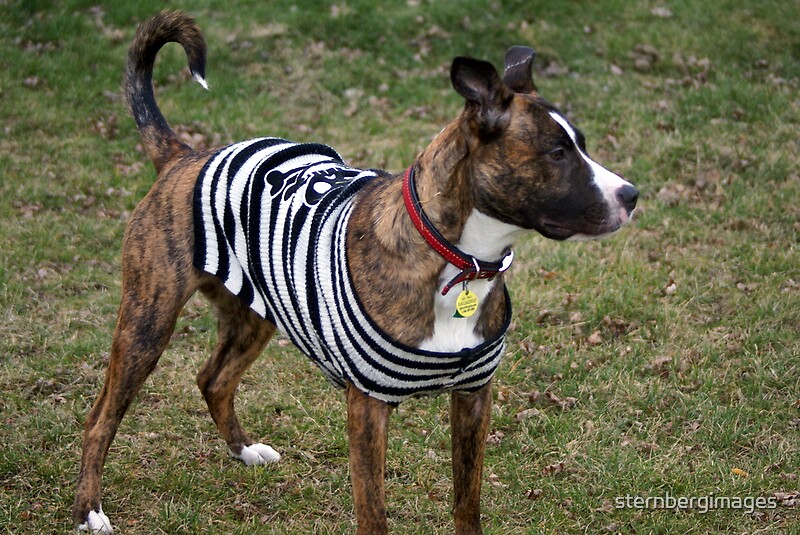 "Do pitbulls still look mean wearing sweaters?" by sternbergimages