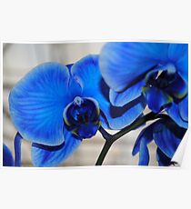 Bright Blue Orchids Poster