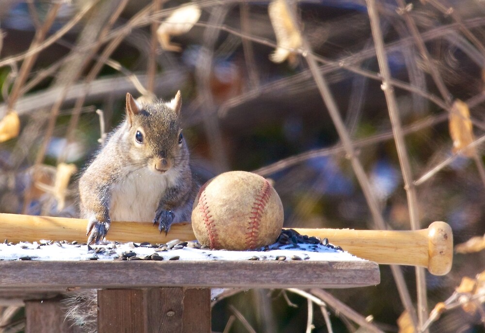 "Squirrel baseball and bat" by WayneSheridan Redbubble