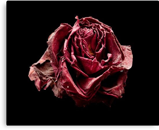 “dead red rose” Canvas Prints by wolfman57 | Redbubble