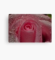 Rose Canvas Print