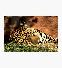 Tiger Cat Photographic Print