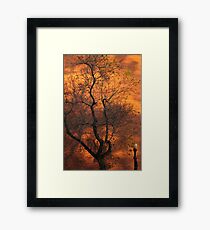 Gold Rush Tree Framed Print