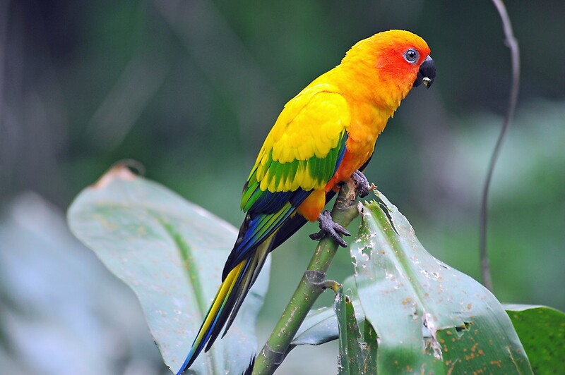 "Sun Conure Singapore" by Ralph de Zilva Redbubble