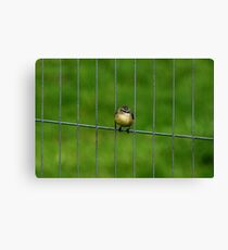Prison Break Canvas Print