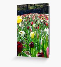 Colorful Tulips Greeting Card
