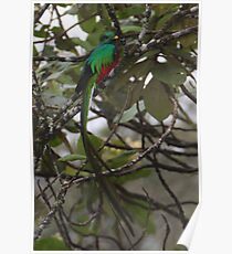 Resplendent Quetzal Poster
