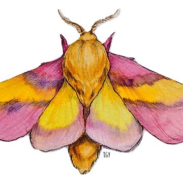 Rosy Maple Moth (large), an art print by Lo Rae Creates - INPRNT