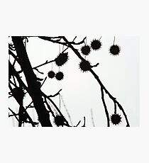 Gumballs Photographic Print