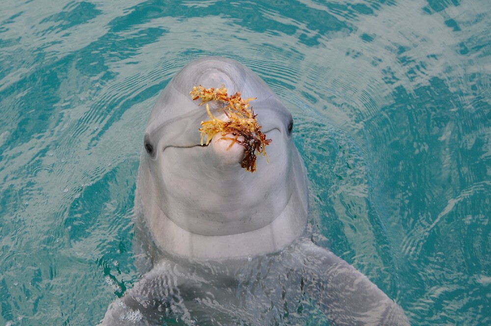 "Dolphin with seaweed on nose" by Stan Daniels Redbubble