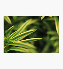 Shrubbery Photographic Print