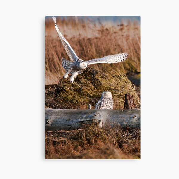 Snowy Owls Canvas Print