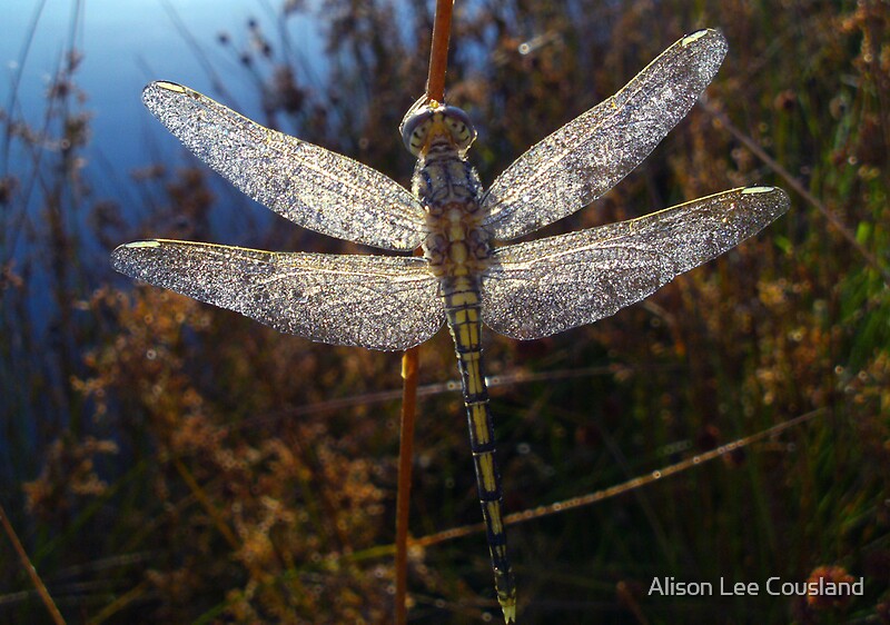 "Gossamer Wings " by Alison Lee Cousland Redbubble