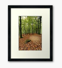 Portglenone Forest Framed Print