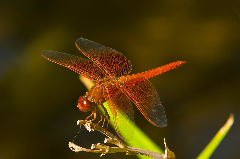 "Orange Dragonfly" Framed Prints by photosbyflood Redbubble