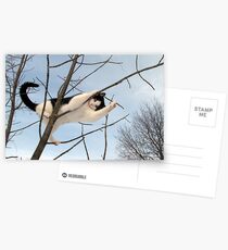 I'm Sexy & I Know It Postcards