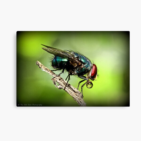Fly Canvas Print